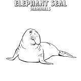 Coloring Seal Leopard Mammals Elephant Animal sketch template
