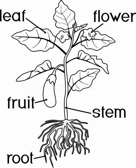 parts   flower coloring page colorirbest flower coloring