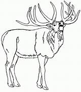 Elk Rocky sketch template