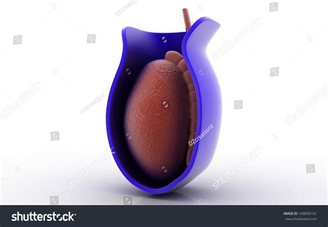 3d Cross Section Testicles Isolated On Stock Illustration 148056191