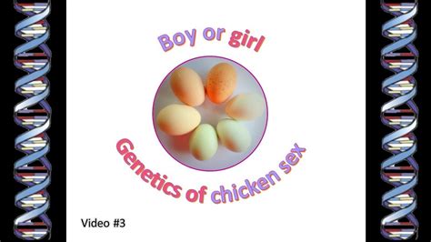 Genetics Of Chicken Sex What Makes A Chicken Male Or