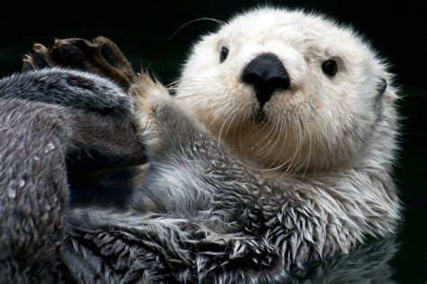 meanwhile in canada on twitter otters are so damn cute …