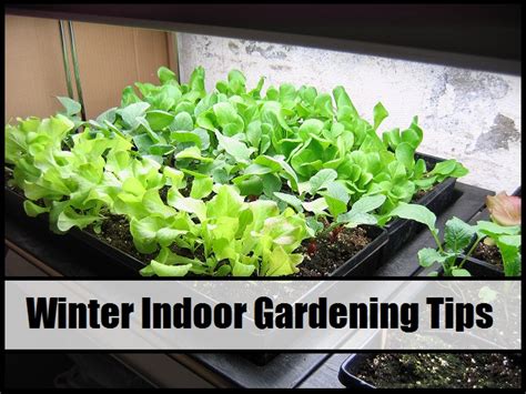 winter indoor gardening tips  prepared page