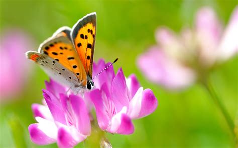 beautiful butterflies  flowers wallpapers  images