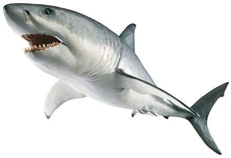 great white shark facts  kids dk find