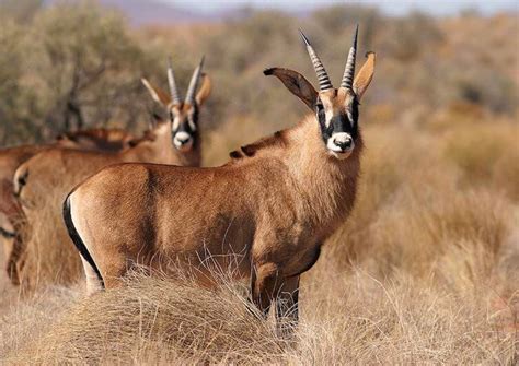 group  roan antelope hippotragus equinus  largest antelope species  thrive