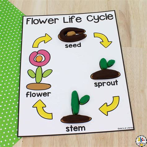 plant cycles  kids plant life cycle unit  kindergarten