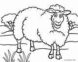 Sheep Schaf Malvorlage Malvorlagen Cool2bkids sketch template