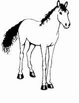 Heste Tegninger Dyr Børn Tjent Sparet Kloge Varme Vække Følelser Mange Populære Voksne Kan sketch template