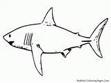 Sharks Megalodon Kolorowanki Rekin Rekiny Toddlers Fish Colorir Hammerhead Dzieci Tiburones Bestcoloringpagesforkids Druku Pobrania Clipartmag Tubar Wydrukowania sketch template