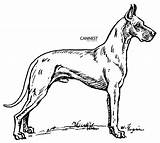 Dog Coloring Breed Pages Dane Great Drawing Line Large Color Draw Printable sketch template