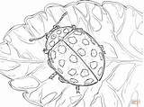 Ladybird Coloring Pages Spot Ladybug Printable Drawing Bug Dot Drawings Outline Supercoloring Choose Board sketch template