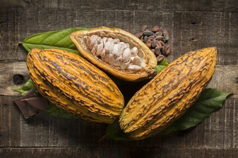 cocoa prices pose  consequences  long term supply