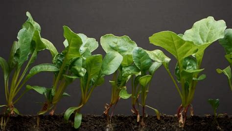 grow spinach  pots    step  step guide