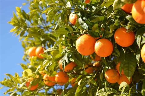 grow  orange tree lawncomau