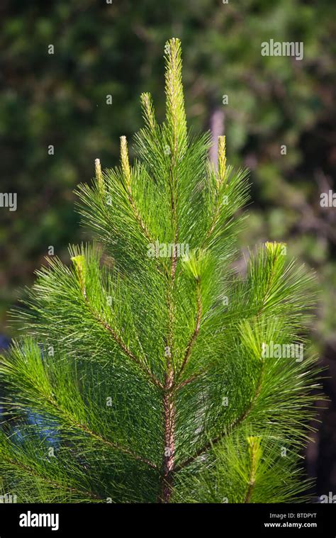 sapling pine tree stock photo alamy