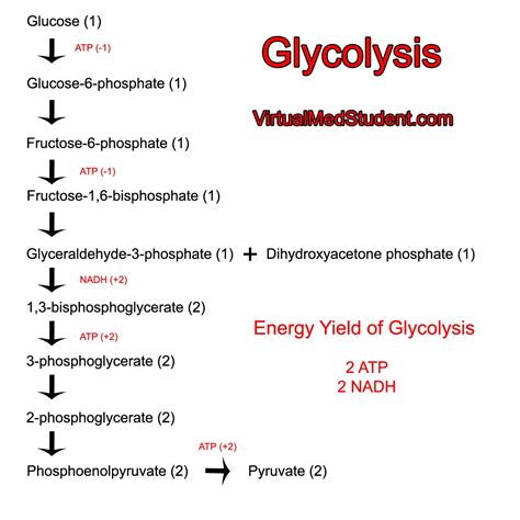 virtualmedstudentcom glycolysis