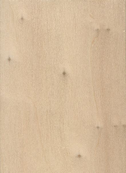 black poplar  wood  lumber identification hardwood
