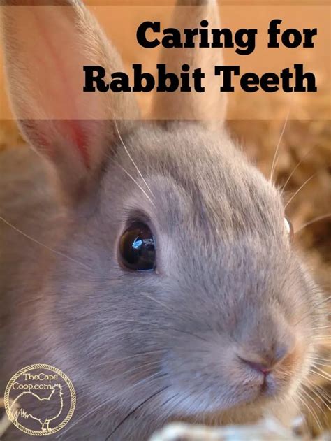 caring  rabbit teeth  cape coop