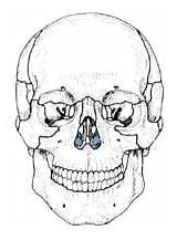 Nasal Squama Inferior Frontal Conchae Osteology Quia Bones Auditory Facial Small Vault Features sketch template