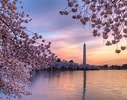 Afbeeldingsresultaten voor Cherry Blossom. Grootte: 127 x 100. Bron: www.tripsavvy.com