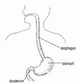 Reflux Ge Causes Tract Intestinal Diagram Pediatrics Gif Upper Parts Main sketch template