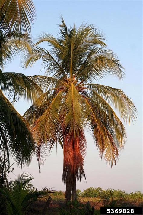 coconut palm cocos nucifera
