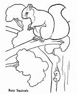 Squirrel Coloring Pages Squirrels Trees Kids Animals Tree Animal Printable Wild Lives Colouring Color Sheets Print Quilt Coloringbay Popular Sheet sketch template