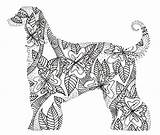 Hound Afghan Coloring Pages Adult Dog Bedspreads Afghans Flickr Dogs Colouring sketch template