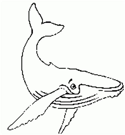 humpback whale coloring pages  kids hd printable coloring pages