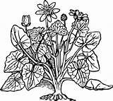 Coloring Plants Plant Clipart Clip Vector Pages Flowers Lesser Celandine Outline Bush Flower Cliparts Printable Leaves Book Kids Svg Pixabay sketch template