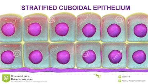 stratified cuboidal epithelium stock illustration illustration
