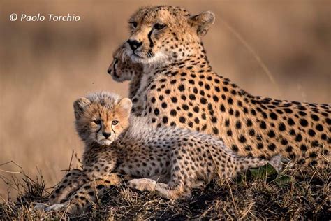 incredible wildlife locations  kenya  gamewatchers safaris