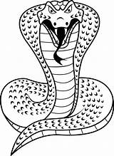 Cobras Snake Calendarios Compactado Arquivo Encontra Montagem ótima Resolução sketch template