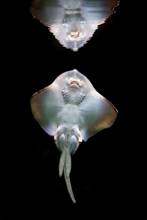 underside   stingray rnatureismetal