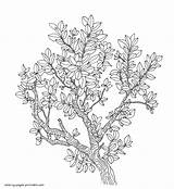Coloring Pages Adults Flower Flowers Trees Printable Adult Print Look Other sketch template