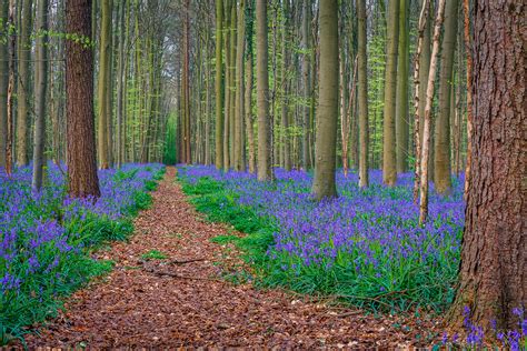 purple forest  belgium  wonderful forest  halle  flickr