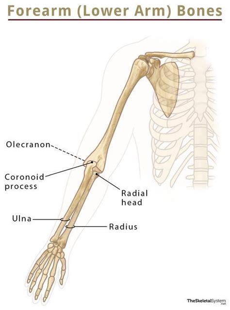bones   arm list  names  labeled diagrams
