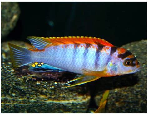 Labidochromis Sp Hongi 5 Stk Stort Udvalg I Flotte Malawi Cichlider