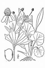 Usda Buttercup Ranunculus Illustration Nrcs Britton 1913 Illustrated Flora Database Plants Brown sketch template