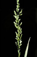 Afbeeldingsresultaten voor "conchoecia Obtusata". Grootte: 120 x 185. Bron: www.phytoimages.siu.edu