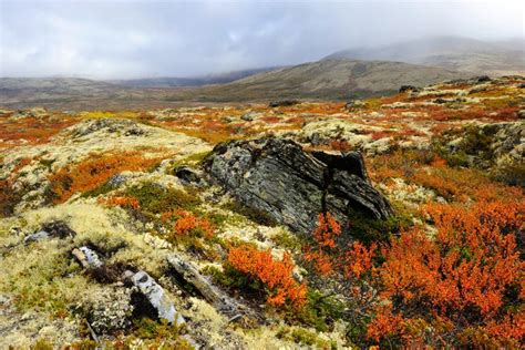 Tundra Biome The Coldest Biome In 2019 Arctic Tundra