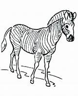 Zebra Coloring Pages Head Getcolorings Printable Getdrawings sketch template