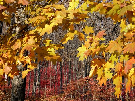 automne season nature landscapes rain fall