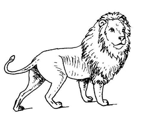printable coloring pages lion king   jungle check