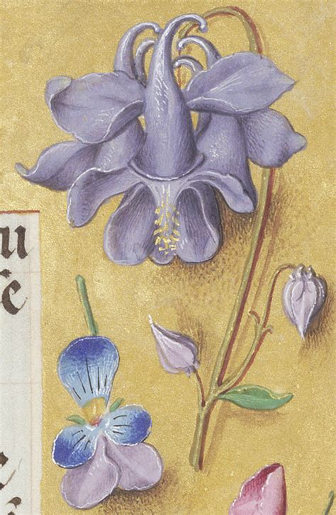 favorite flowers  renaissance manuscripts   christian
