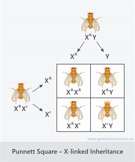 Punnett Squares Good Science