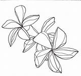 Drawing Line Plumeria Flower Flowers Drawings Coloring Pages Clipart Ukulele Simple Cliparts Tattoos Tattoo Getdrawings Library Getcolorings Continous Color Paintingvalley sketch template