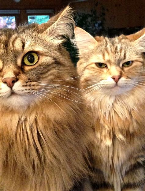 classic brown tabby golden torbie siberian cats siberian forest