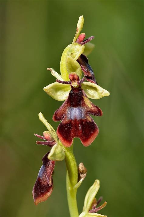 Ophrys Insectifera Wikipedia La Enciclopedia Libre Orquideas La